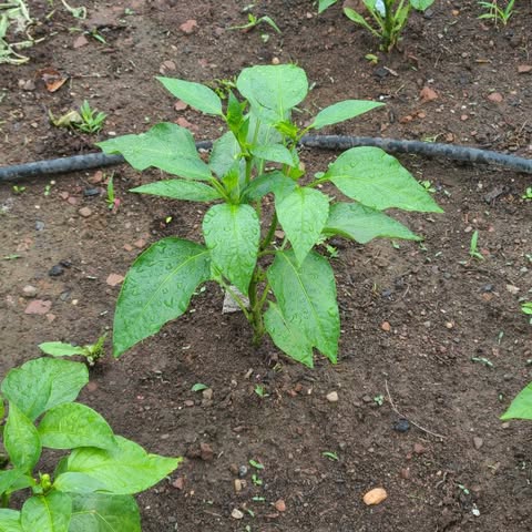 Water your CT garden with confidence. What to know. Water your CT garden with confidence. What to know.