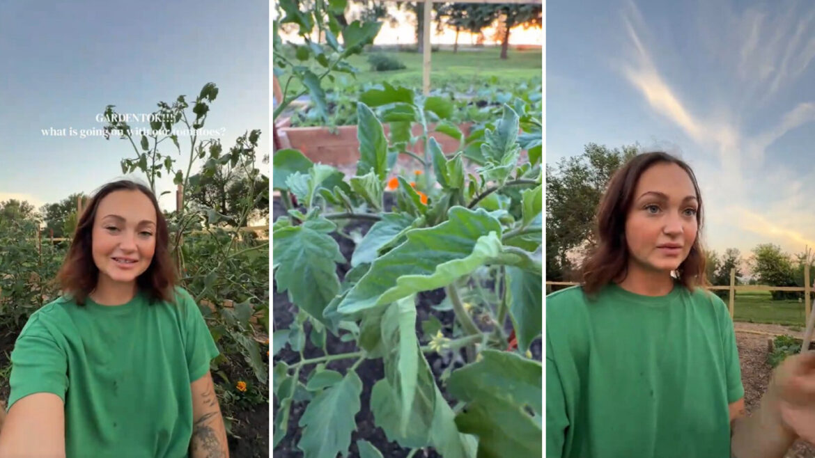 A woman talks in a garden with tomato plants.