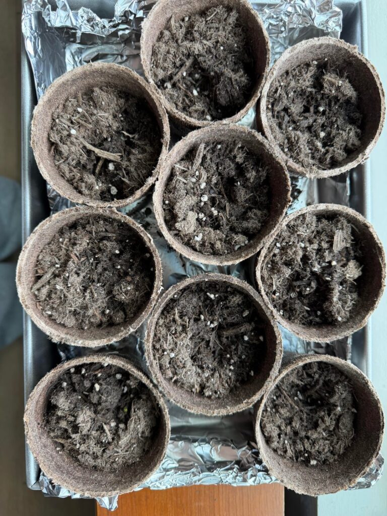 My first herb sprout! My first herb sprout!