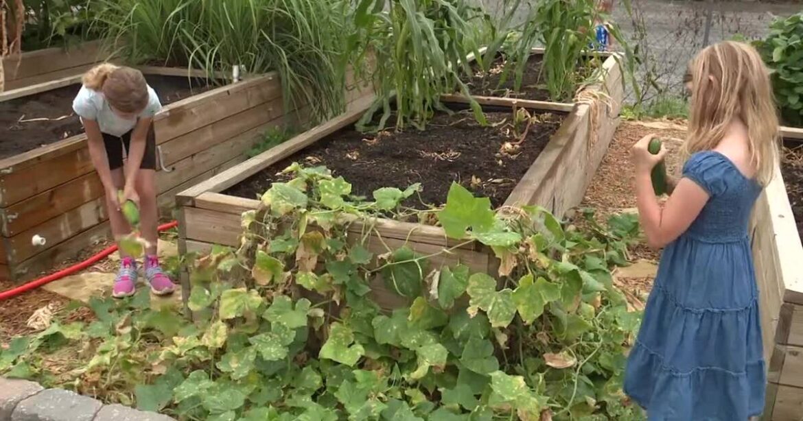Strips Chicken garden to connect kids with food