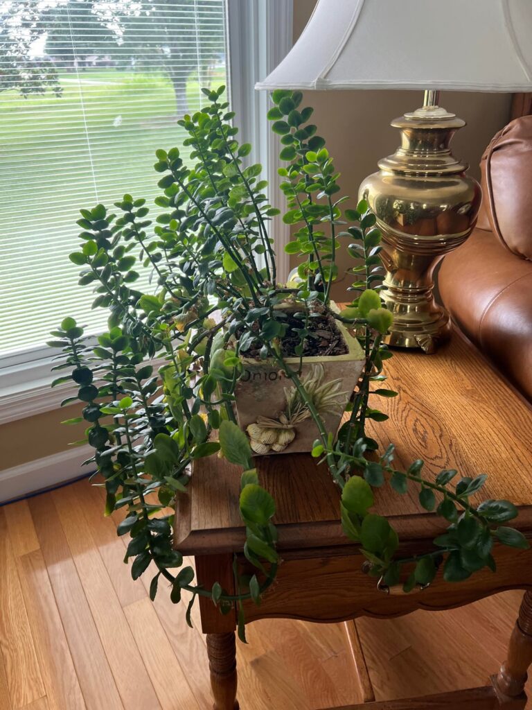 3 year old flaming katy yellowing? 3 year old flaming katy yellowing?