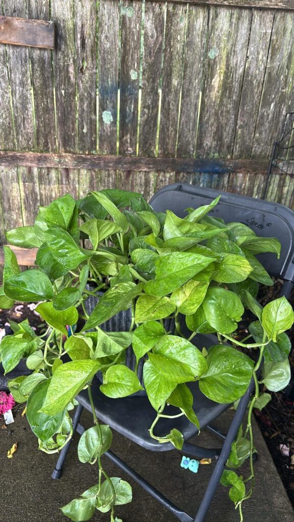 My beautiful pothos, Bethany💚