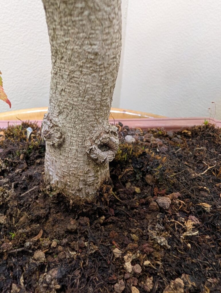 Large knobby scars, what would you do? Large knobby scars, what would you do?