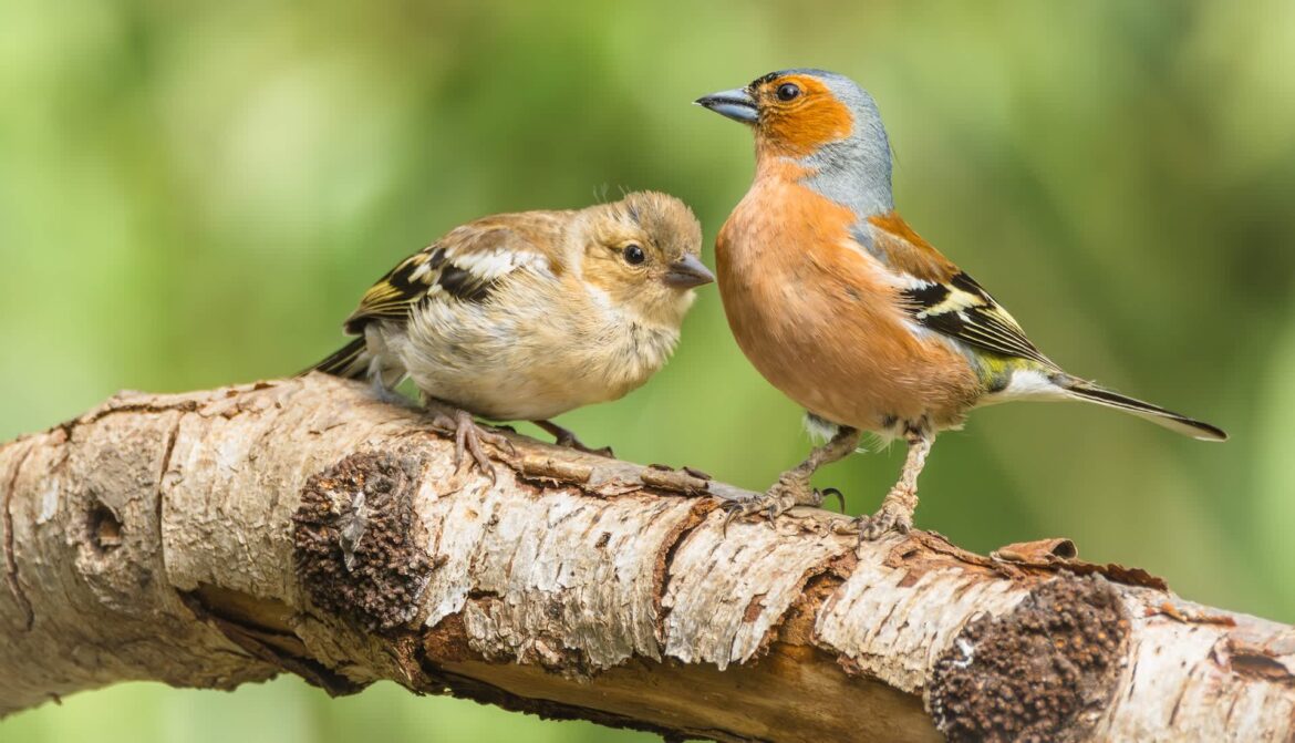 Danish gardener finds thrift-store candleholder, turns it into a vintage-look bird bath A pair of birds perched on a branch.