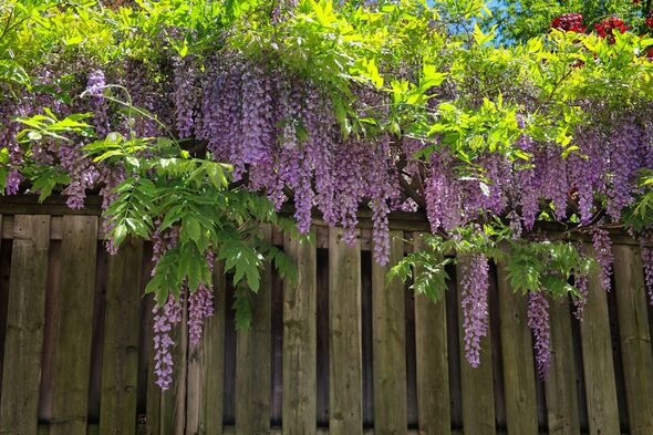 Wisteria Flower Cascades Over Wooden Fence Wisteria Flower Cascades Over Wooden Fence