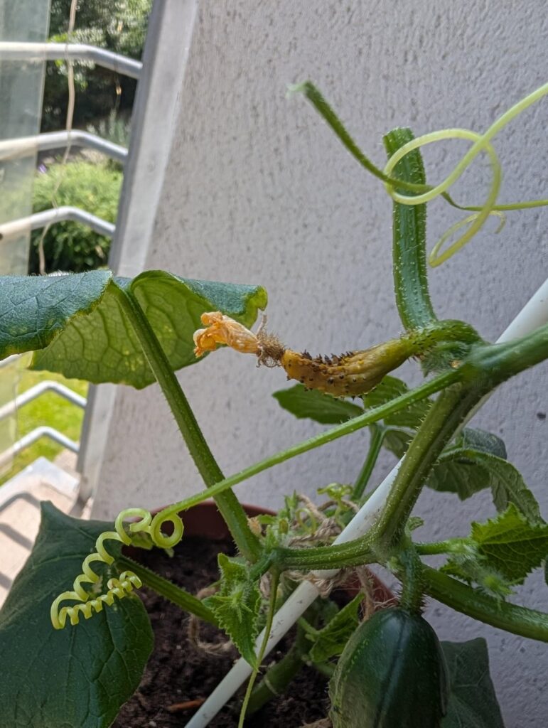 Cucumber discolouring Cucumber discolouring