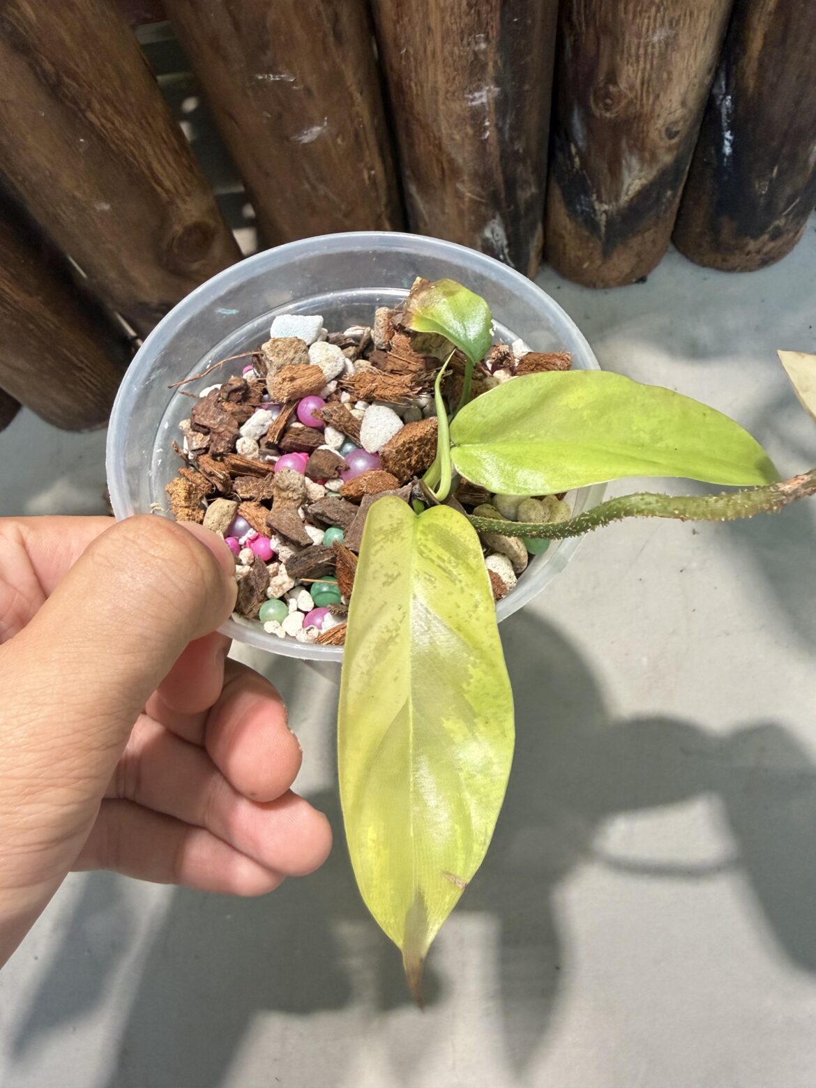 Is this normal ? Is this normal ?