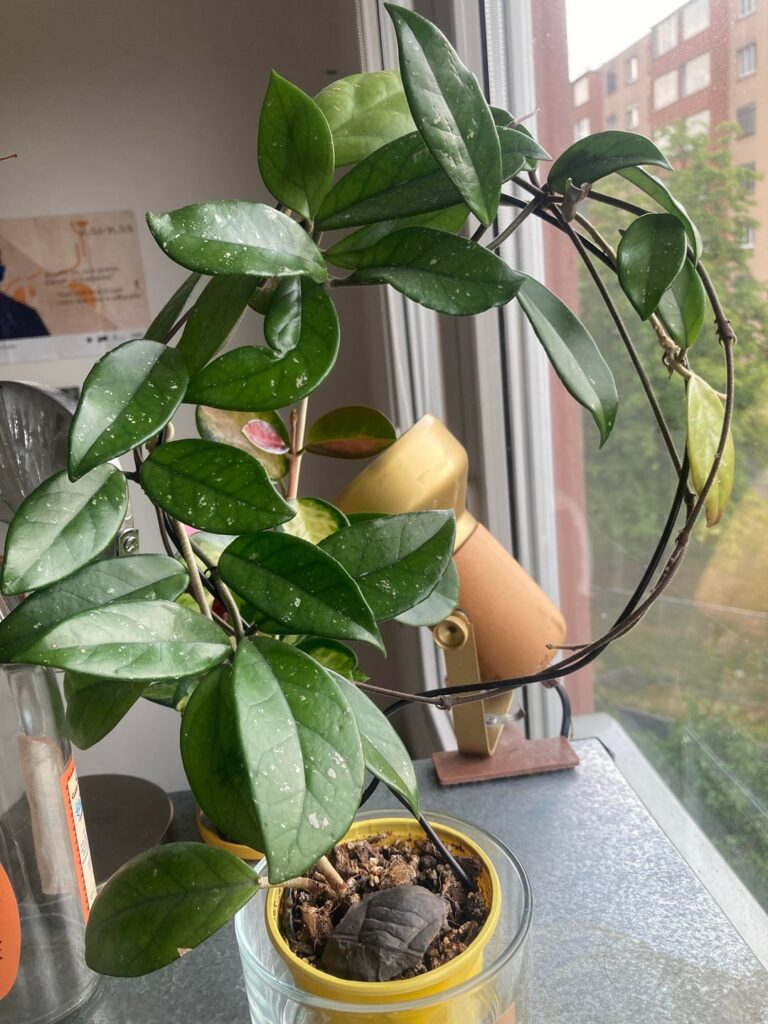 Why is one of my Hoya carnosa’s lighter? Why is one of my Hoya carnosa’s lighter?
