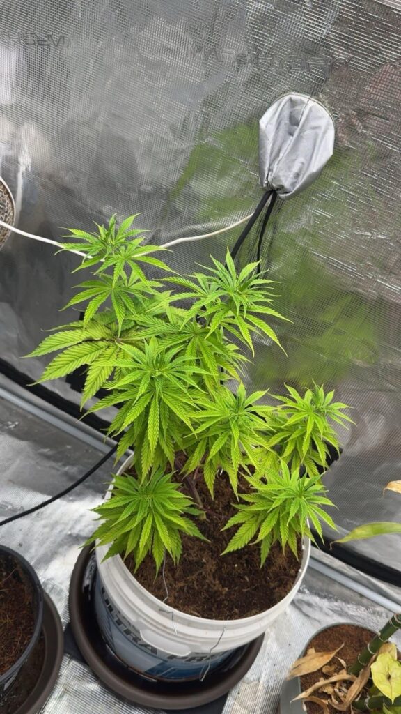 First grow