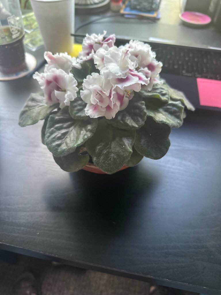 Re-pot?