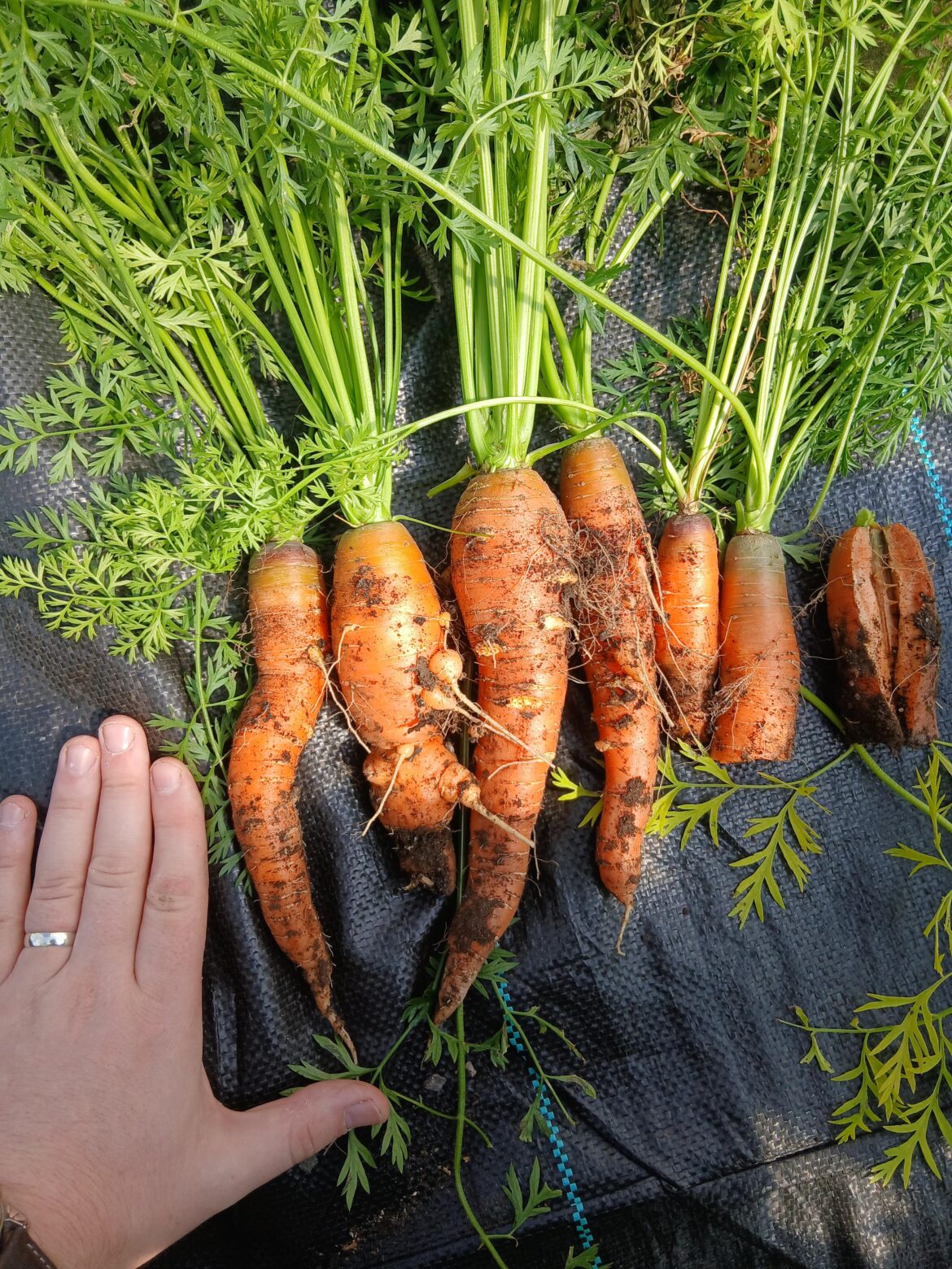 The last of my carrots from the garden, unfortunately I lost the ends of some of them by being a bit too rough (i know you know how annoying that is).