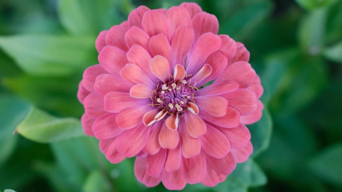 A pink zinnia.