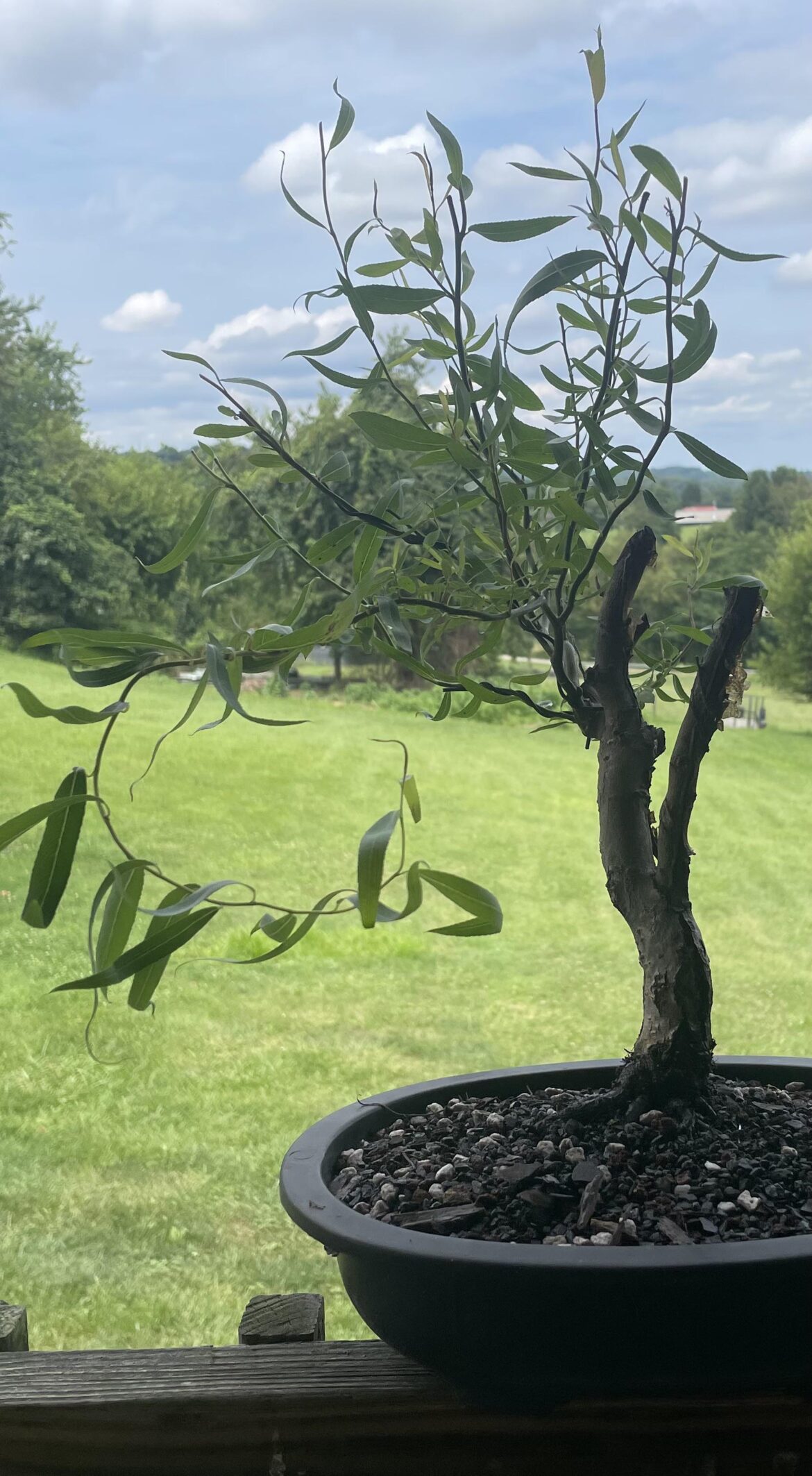 3 year old Snake willow I just got into bonsai pot.
