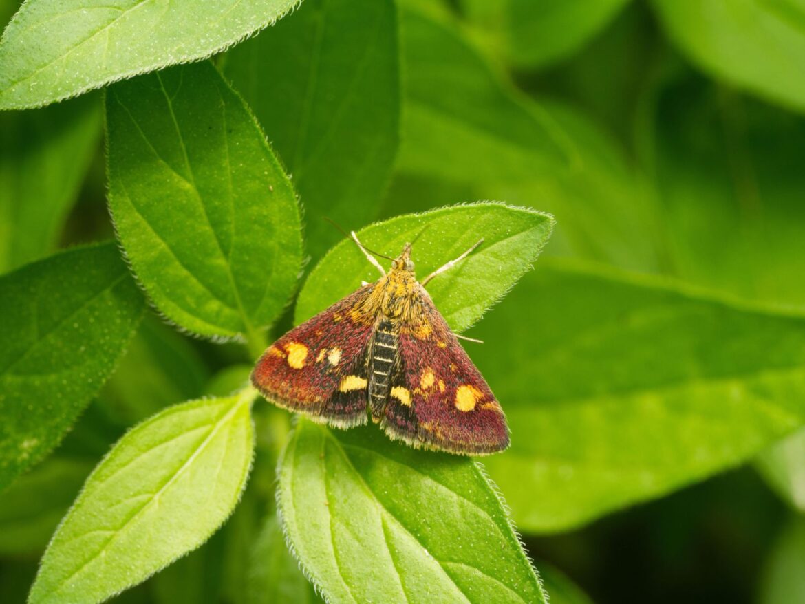 Meet four eye-catching moths to spot in your garden Meet four eye-catching moths to spot in your garden