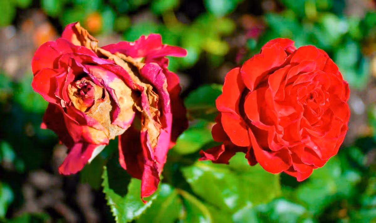 Picture of a faded rose flowers 