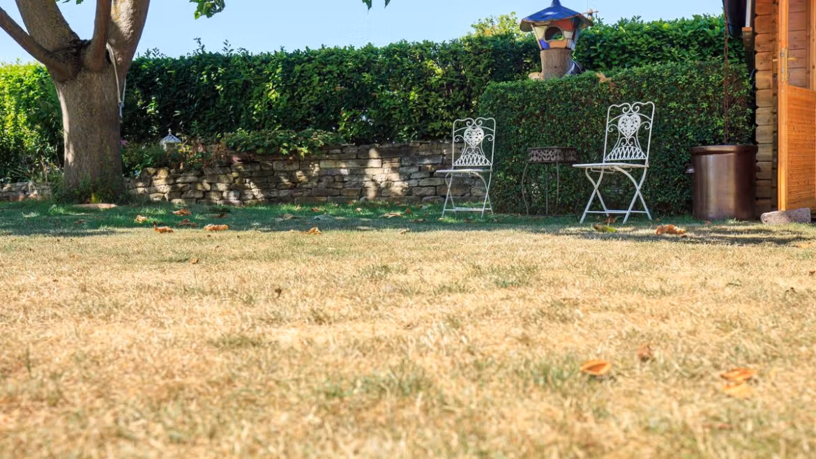 Gardeners urged to never skip 1 key lawn task for lush green grass after droughts Devon Live