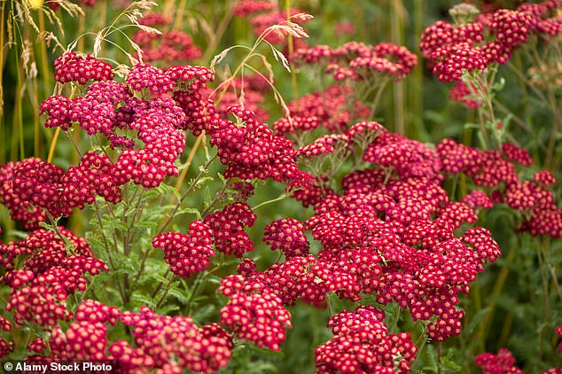 Red flowers topped the list for gardeners, due to the love and admiration it inspires