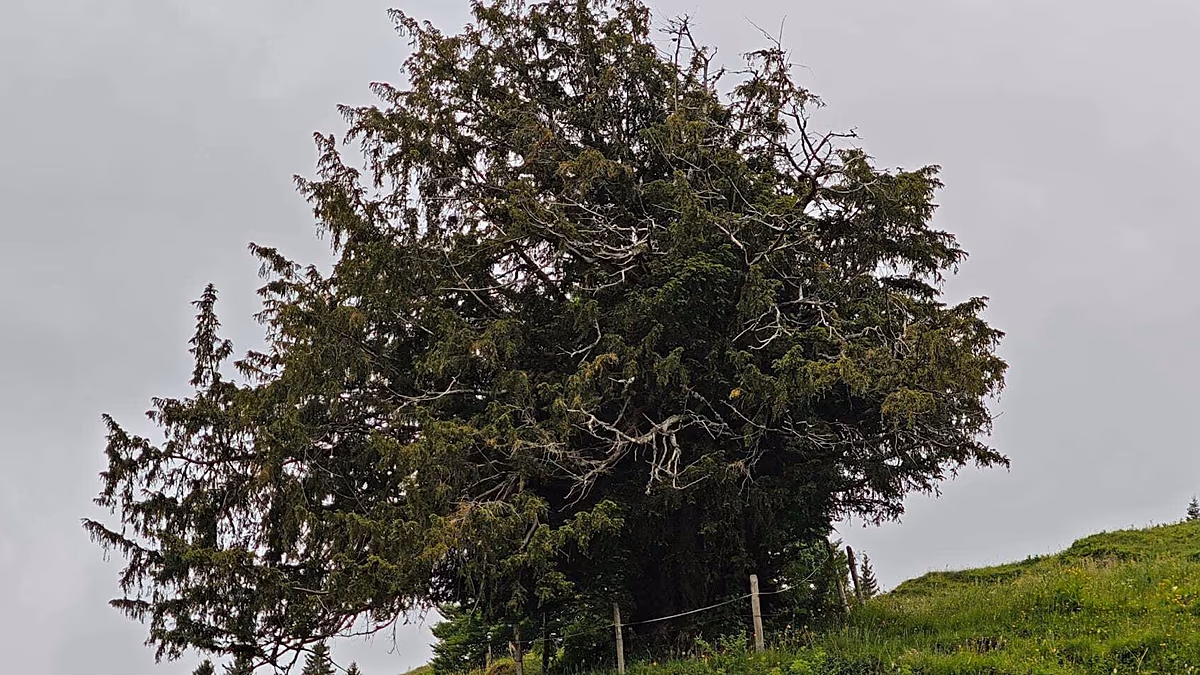 More than 1,100 years old: Germany's oldest tree discovered - All For Gardening