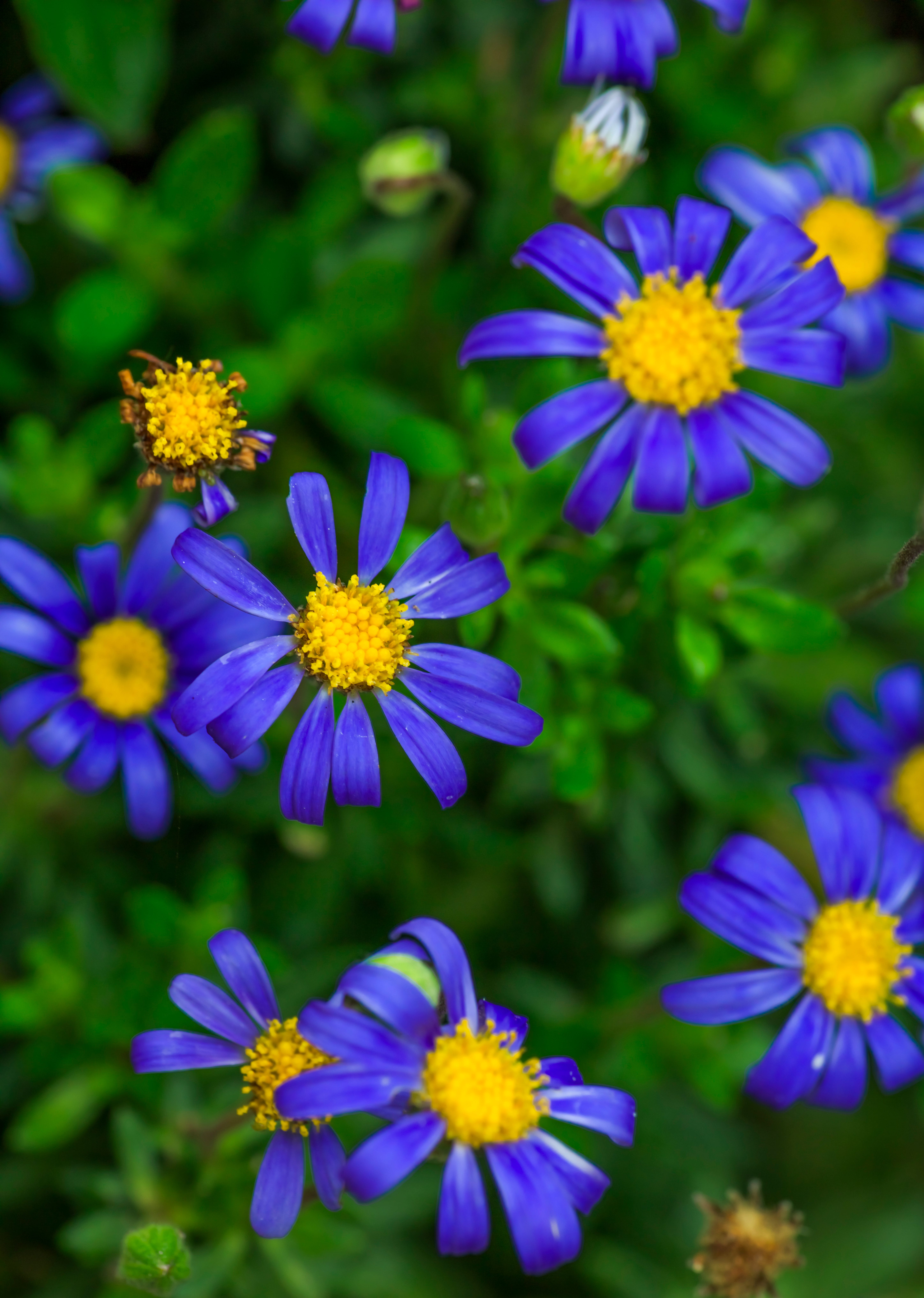 Felicia amelloides, the blue daisy, blue felicia