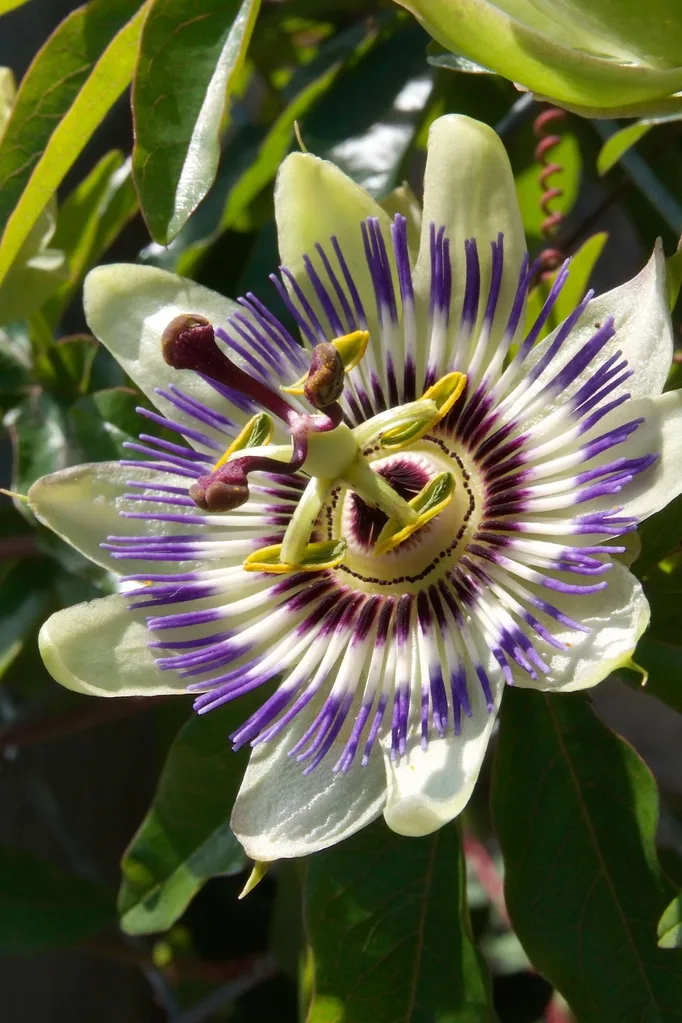 A close up of the purple and yellow flower of the passiflora (passionflower) plant. 