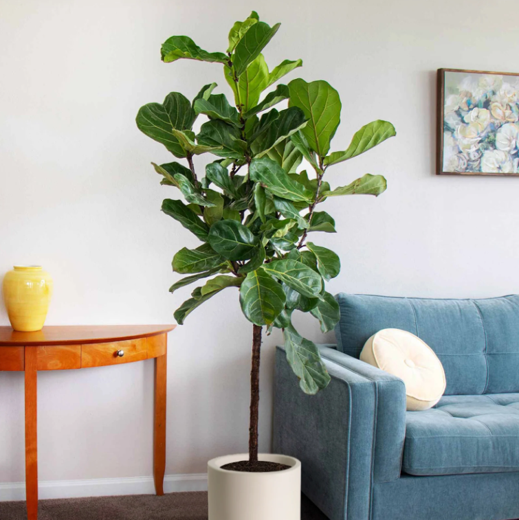 Fiddle Leaf Fig Fiddle Leaf Fig