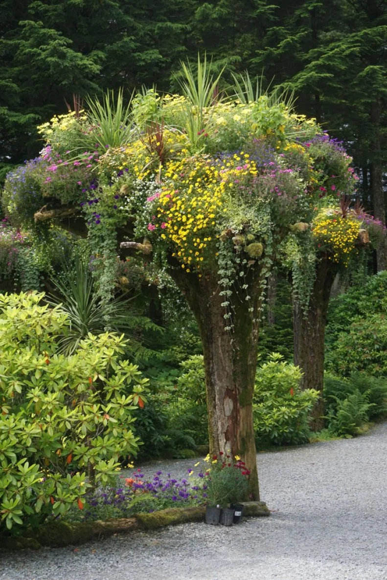 1016384101 Juneau, Alaska, USA: Glacier Gardens is a rain forest botanical garden in the Tongass National Forest. Upside-down tree trunks serve as planters for a wide variety of colorful flowers.