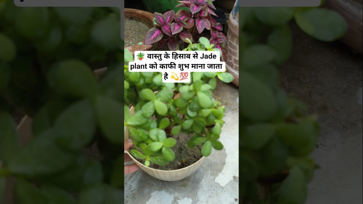 Jade plant topiyari Cear and tips 🧑🌾🪴 💯 #status#homegardenig#vastutips #vastuplant #viral#shorts Jade plant topiyari Cear and tips 🧑🌾🪴 💯 #status#homegardenig#vastutips #vastuplant #viral#shorts