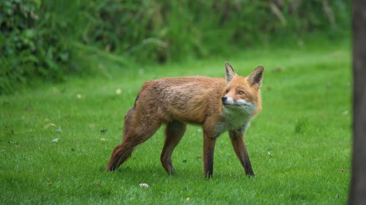 Londoner baffled as fox enters garden with unexpected item at 4am My London