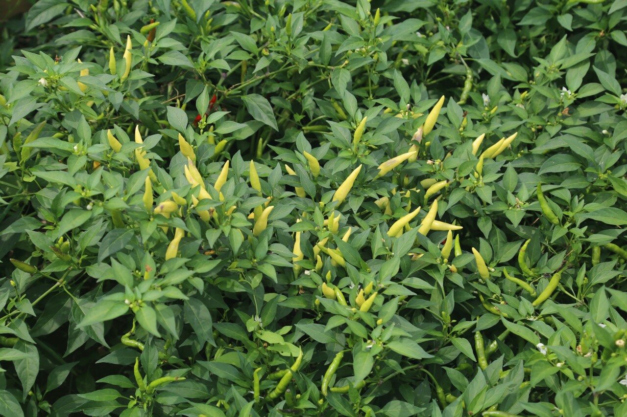 Peppers