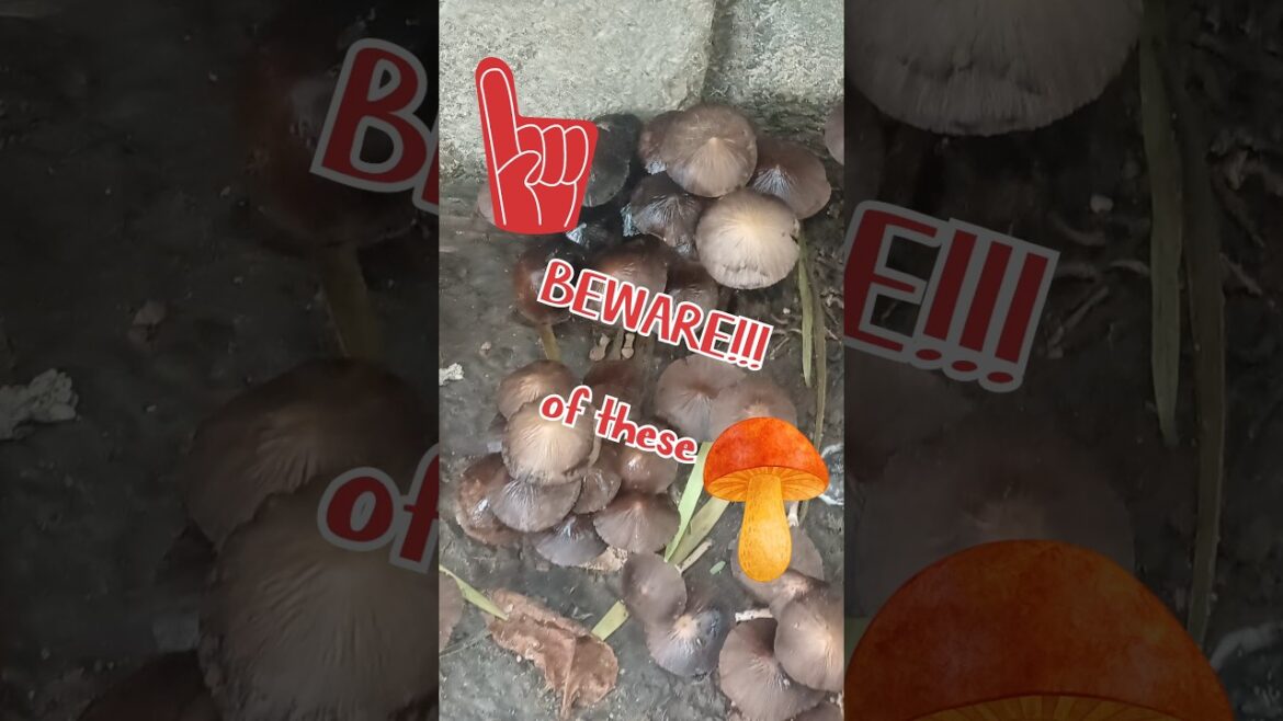 WILD mushrooms r not always Edible! # #gardening