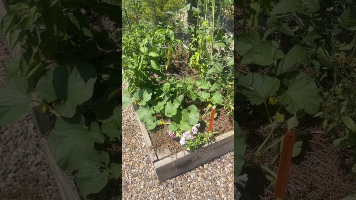 Tips For Companion Planting in a Vegetable Garden Tips For Companion Planting in a Vegetable Garden