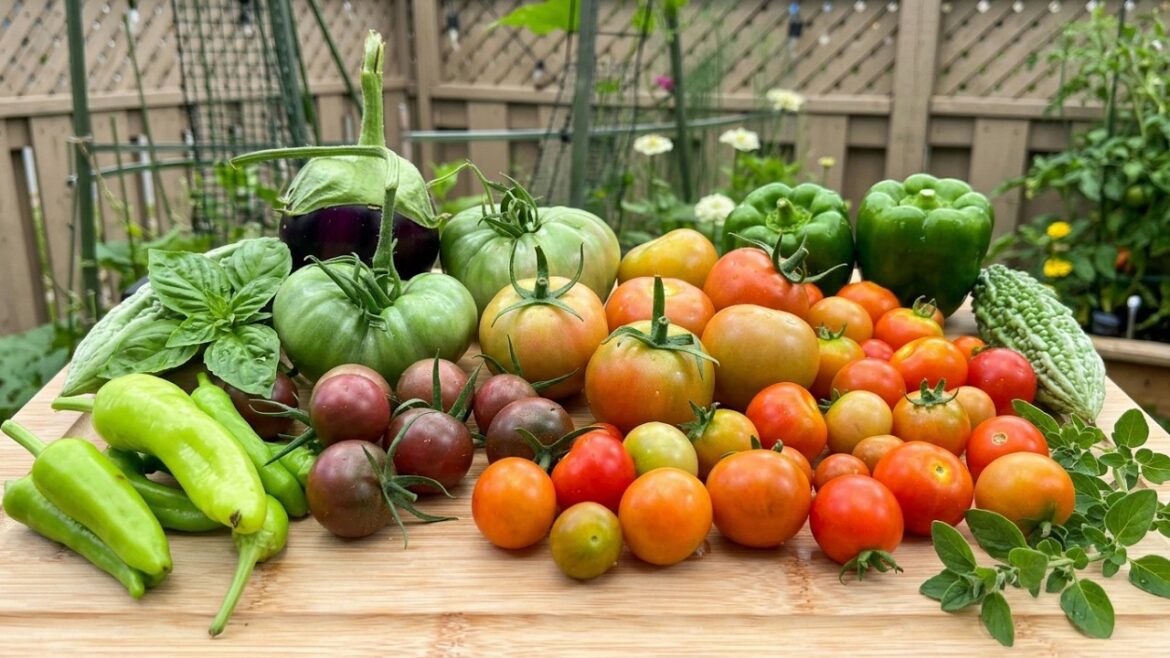 Grateful for my veggie harvest!! There’s more to come!! #garden #ediblegardening #veggies