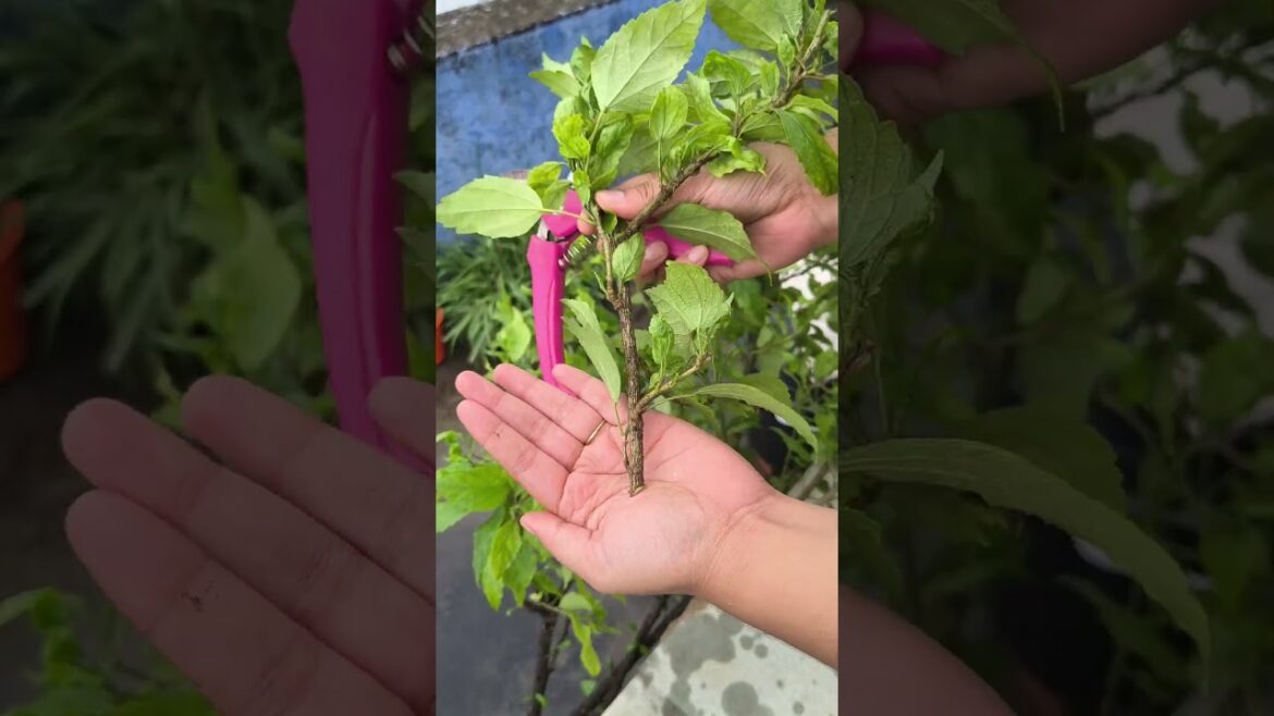 cutting lene ka tareeka #gardening #garden # #terracegardenindia #plants