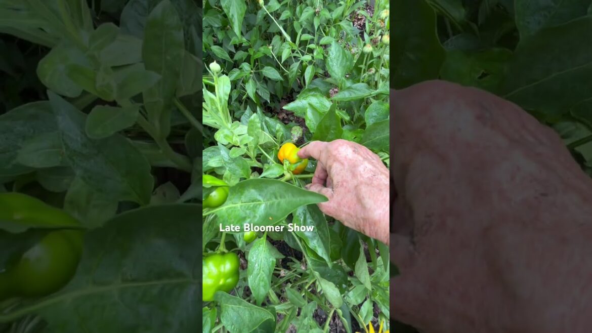 Overwinter peppers 🌶️ for early harvest! #growingpeppers #garden