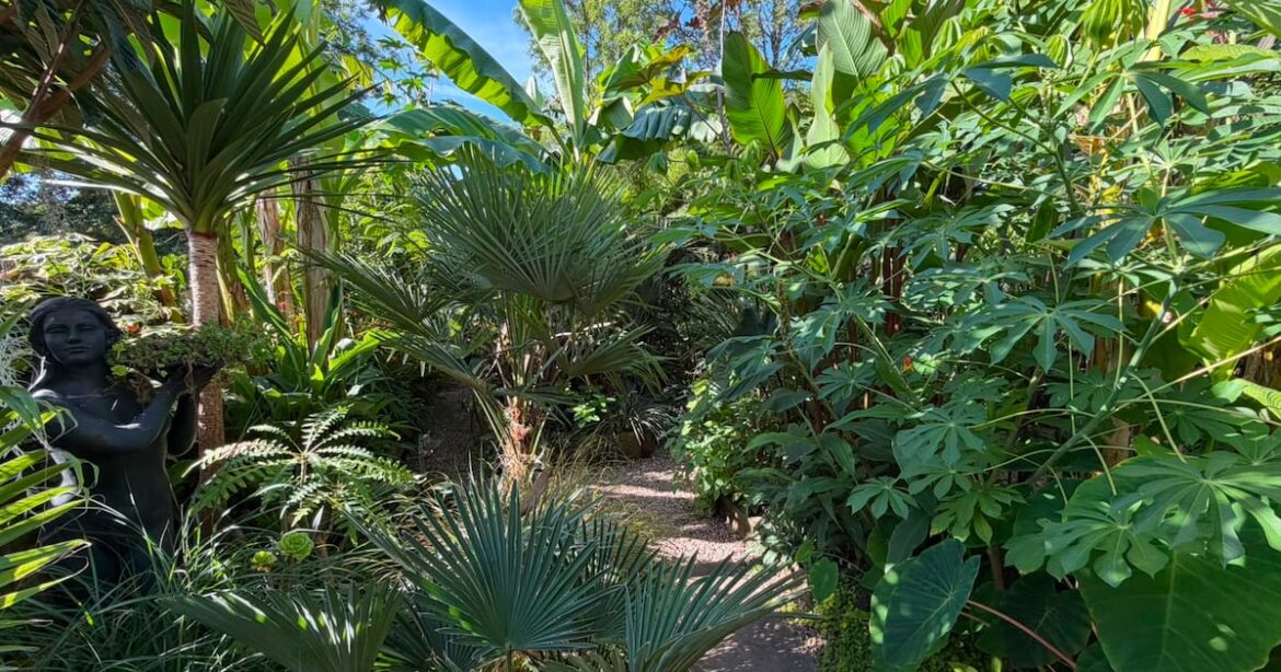 Create an exotic garden which will survive extreme weather – The Irish News Create an exotic garden which will survive extreme weather – The Irish News