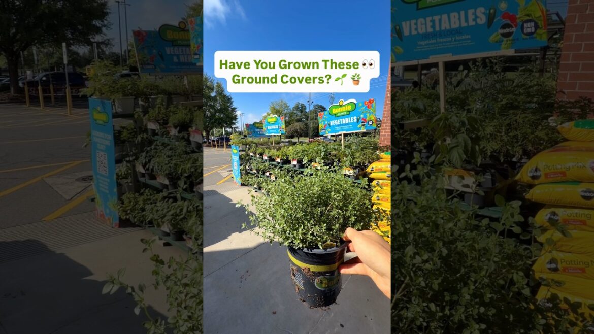 Have You Grown These Ground Covers? #gardening #herbs # #growyourownfood #vegetablegarden