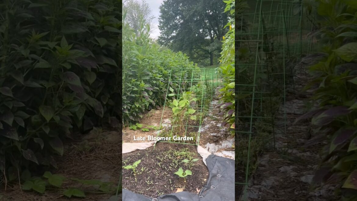 Beans 🫛coming back! And 🌻 #garden #ihavethisthingwithplants