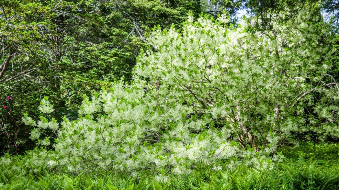 The beauty of the fringe tree in North Carolina landscapes