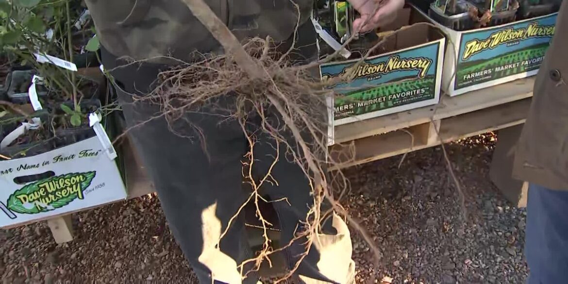 Arizona’s Garden Nerd explains how bare-root trees can save you money Arizona’s Garden Nerd explains how bare-root trees can save you money