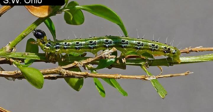 GARDENING: More box tree moth found in southwest Ohio | Lifestyles GARDENING: More box tree moth found in southwest Ohio | Lifestyles