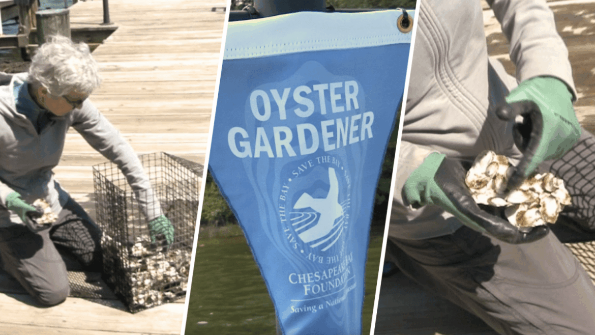 Oyster gardening: How volunteers help improve the Chesapeake Bay – NBC4 Washington