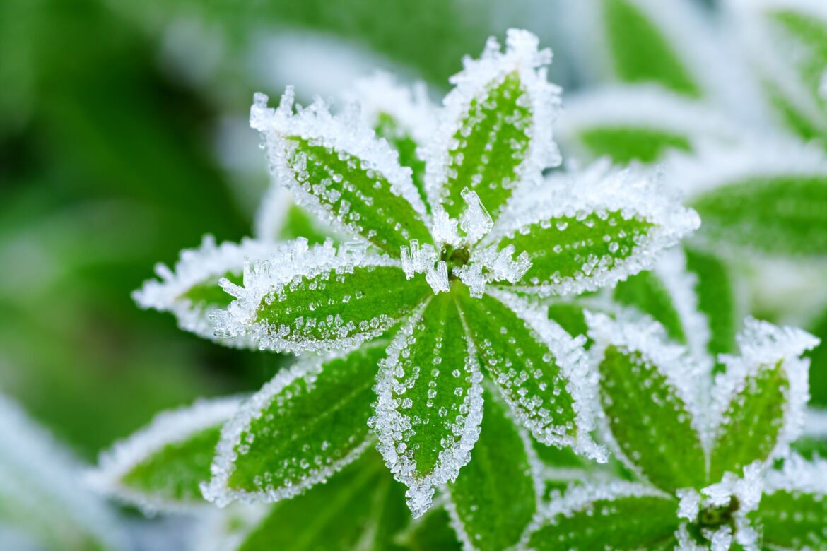 Simple ways to winterproof your North Texas garden before a freeze hits Simple ways to winterproof your North Texas garden before a freeze hits