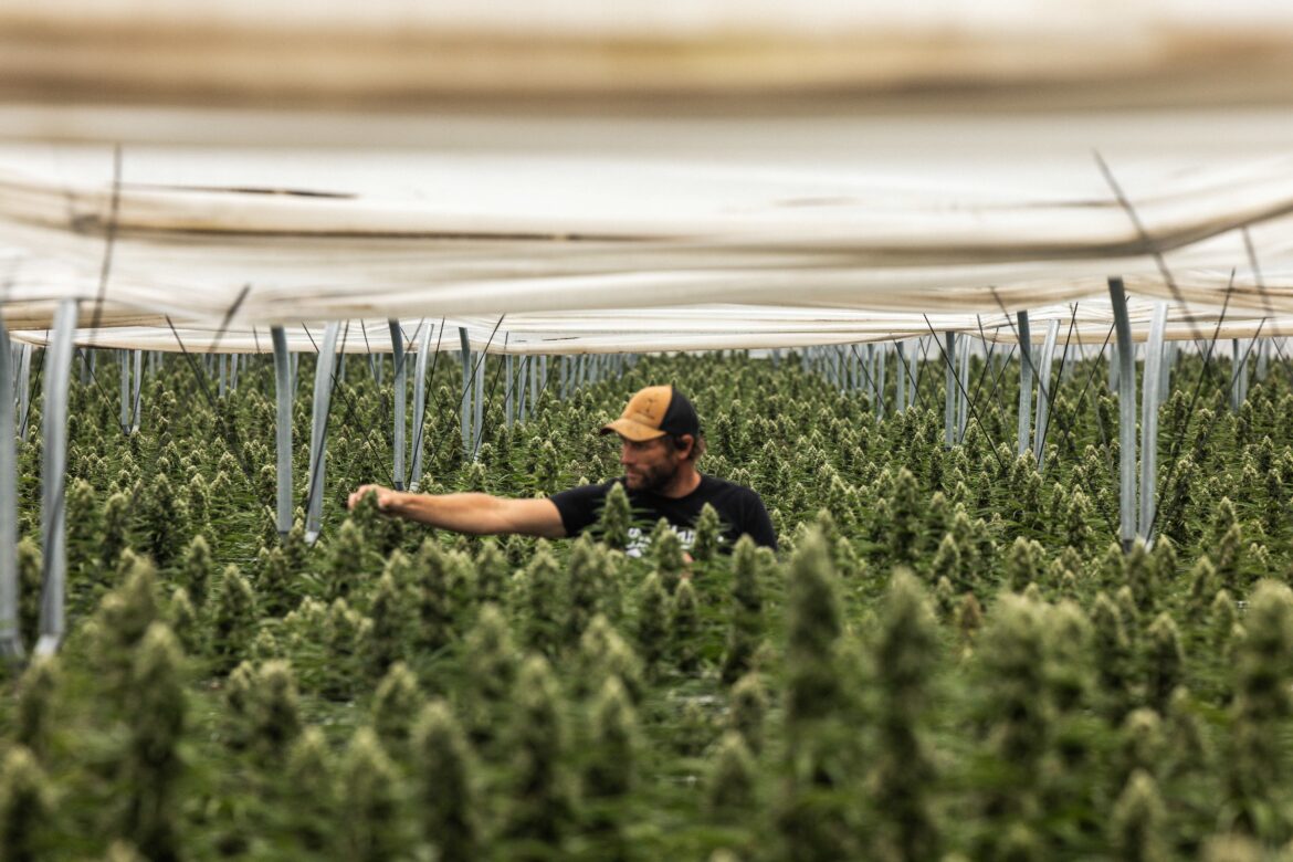 Raw Garden Acquires “California Love” to Grow Their Clean Raw Garden Cultivation Farm