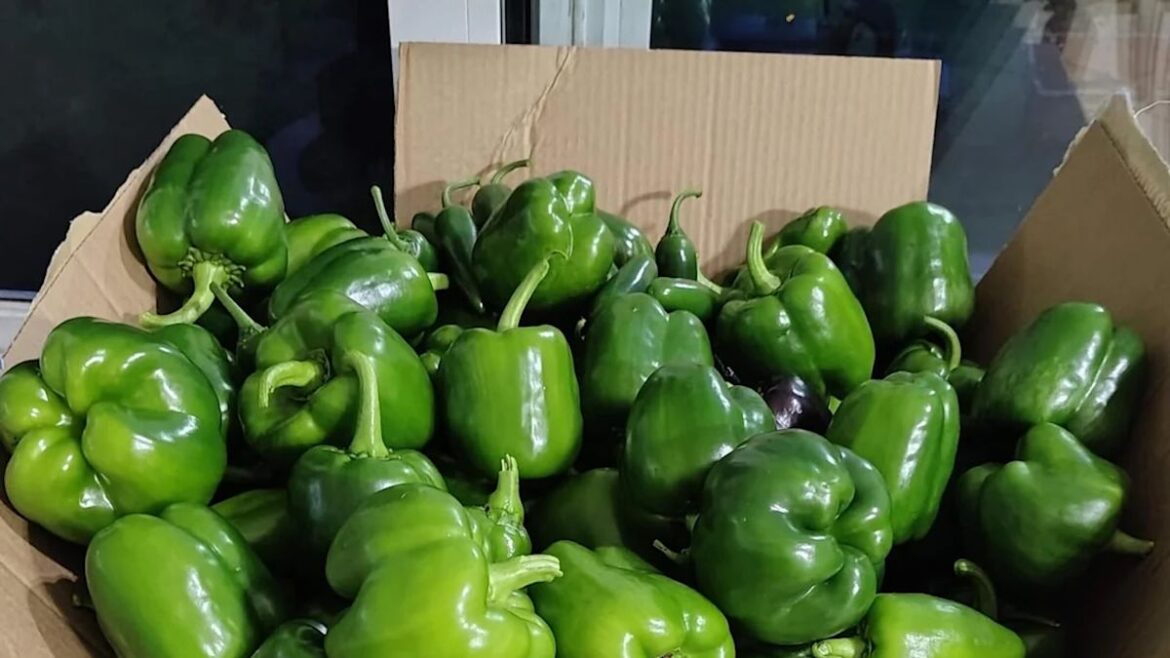Virginia gardener's one-day bell pepper harvest has growers asking, 'How many plants?'