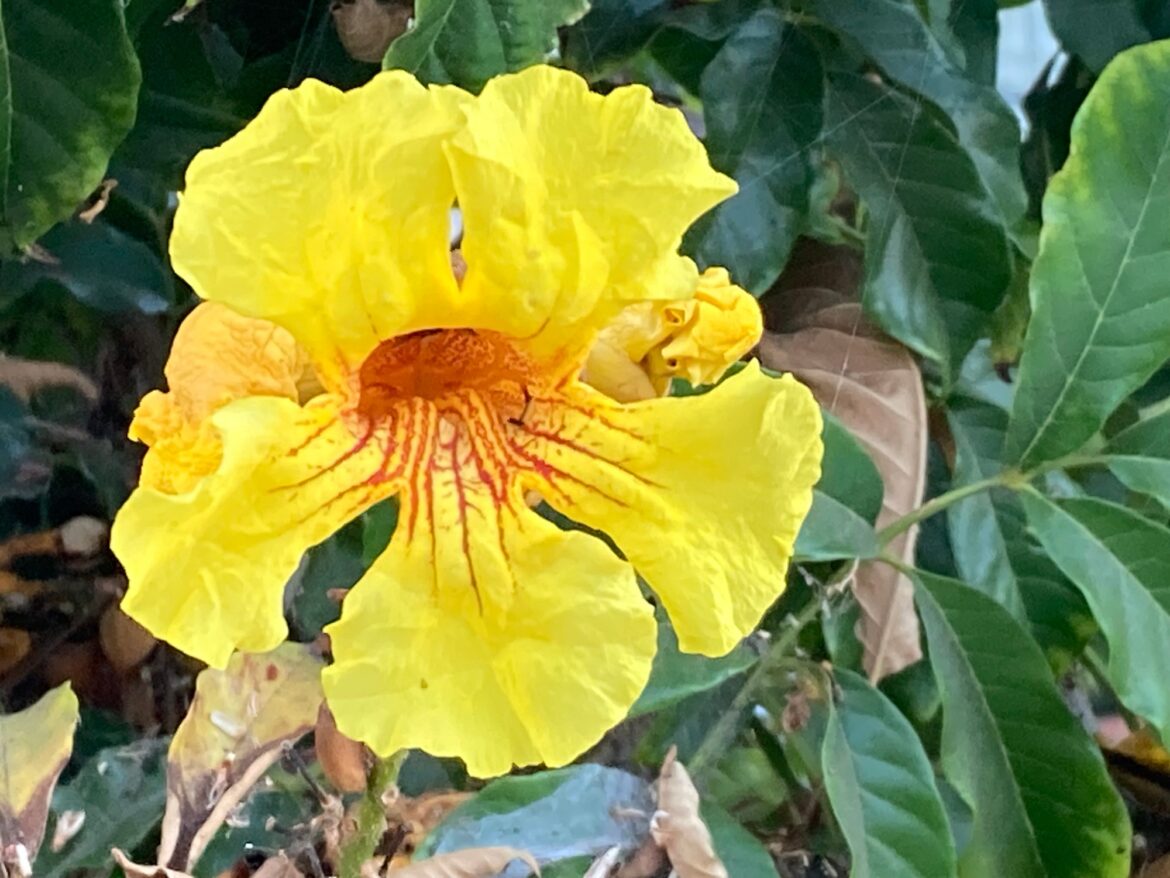 Finding a Southern California plant that’s not in the ‘Sunset Western Garden Book’ – Orange County Register Finding a Southern California plant that’s not in the ‘Sunset Western Garden Book’ – Orange County Register