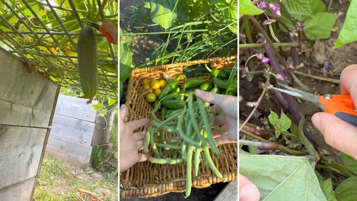 Minnesota gardener's harvest shows how backyard vegetables can pay off all summer