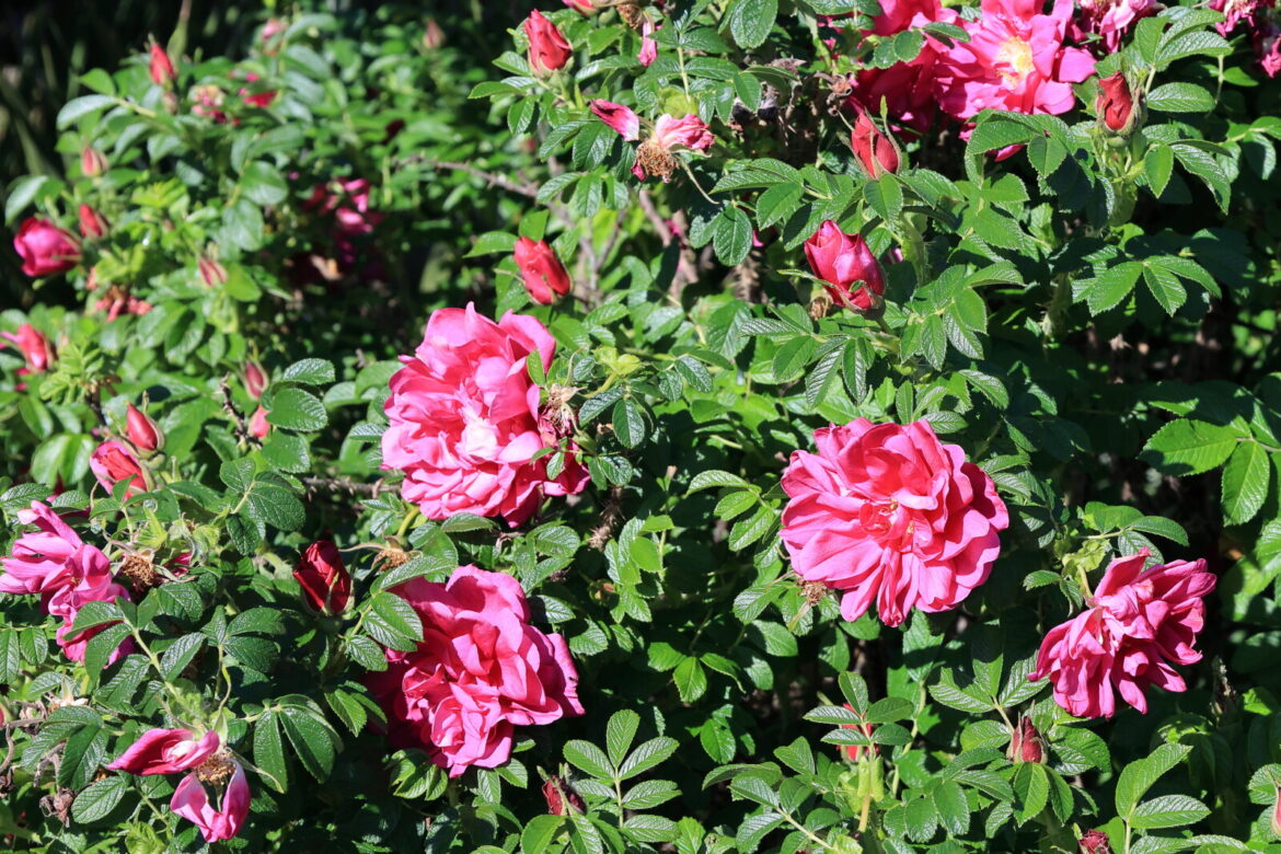 Growing roses in Minnesota: Tough beauty for the bold north – Alexandria Echo Press Growing roses in Minnesota: Tough beauty for the bold north - Alexandria Echo Press
