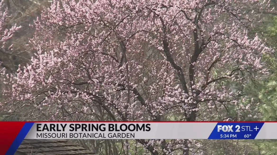 Cold snap threatens spring blooms at Missouri Botanical Garden Cold snap threatens spring blooms at Missouri Botanical Garden
