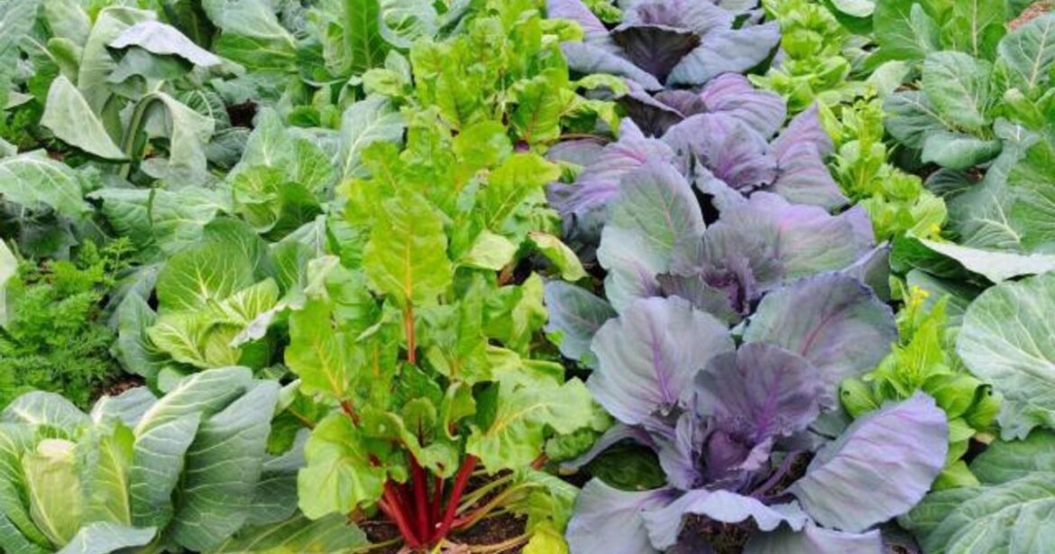 Winter garden in NC: Here’s what to plant this season :: WRAL.com Winter garden in NC: Here's what to plant this season :: WRAL.com