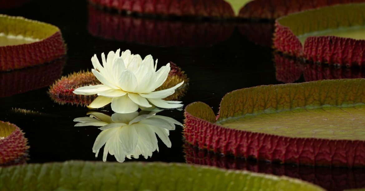 St. Louis water lily wins social media competition